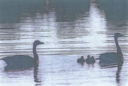 Resident Canadian Geese